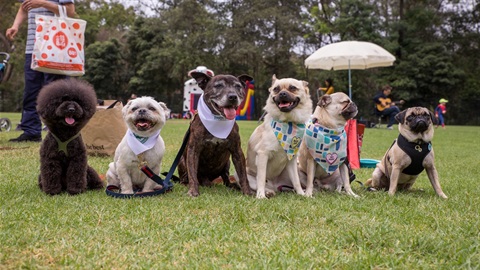 Pet Festival - Dog Gang.jpg