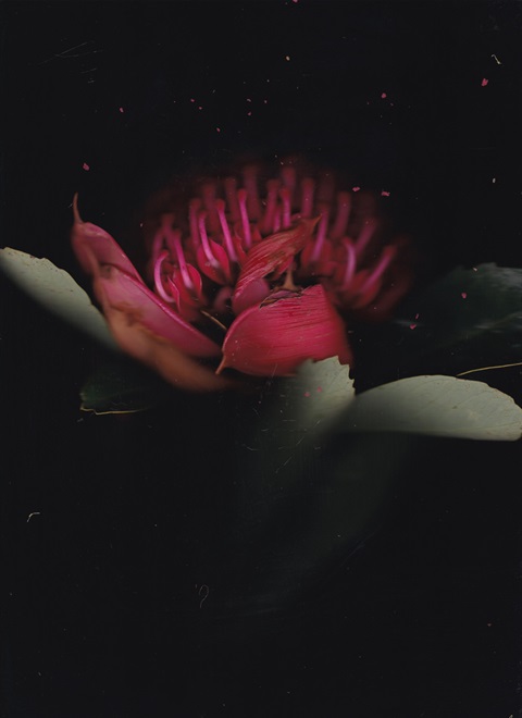 Annelies-Jahn-and-Jane-Burton-Taylor-Waratah-Telopea-speciosissima-2021-digital-print-of-direct-floral-scan.jpg