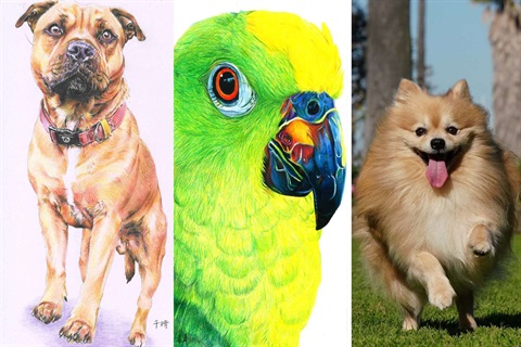 Archipaws Pet Portrait Competition.jpg