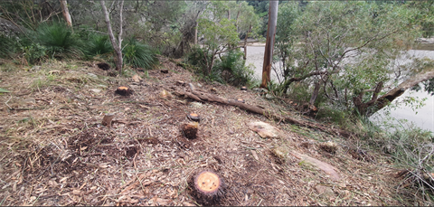 Northbridge private property – illegal removal of 16 x 150 year old grass trees