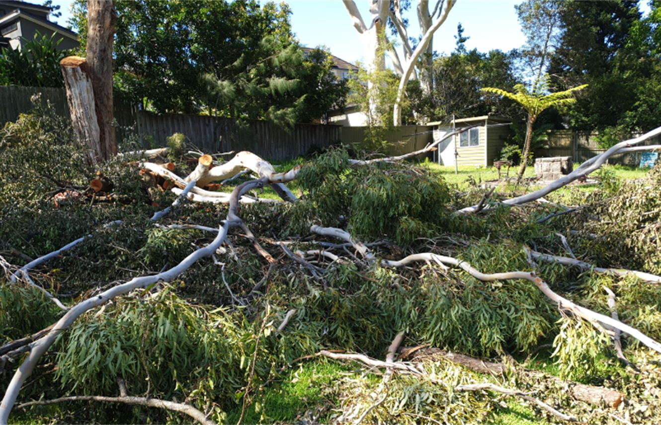 Chatswood West private property – illegal removal of large gum tree